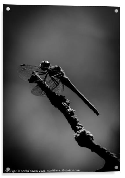 Dragonfly at Dusk Acrylic by Adrian Rowley