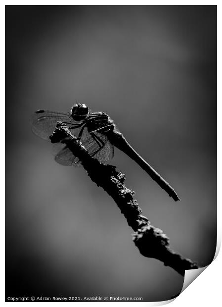 Dragonfly at Dusk Print by Adrian Rowley