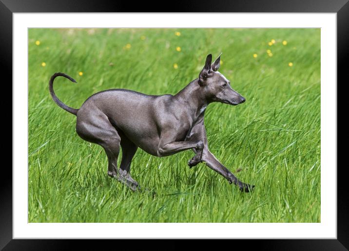 Italian Greyhound Framed Mounted Print by Arterra 
