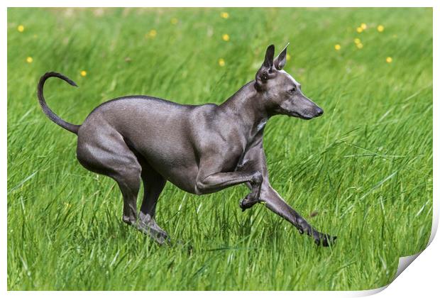 Italian Greyhound Print by Arterra 