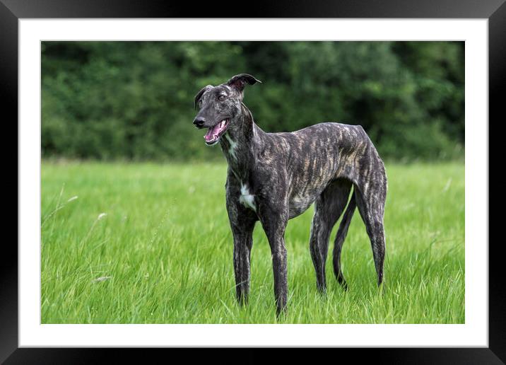 Spanish Greyhound Framed Mounted Print by Arterra 