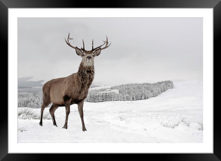 Highland Stag in Snow Framed Mounted Print by Ivor Bond