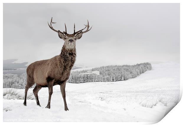 Highland Stag in Snow Print by Ivor Bond