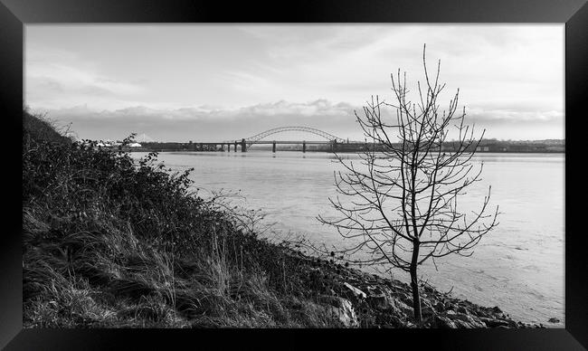 Lone tree on the side of the Mersey Estuary Framed Print by Jason Wells