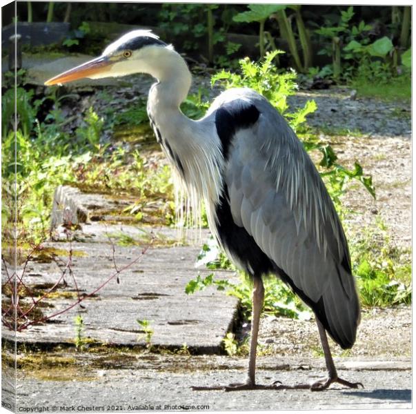 Heron creeping quietly forward Canvas Print by Mark Chesters