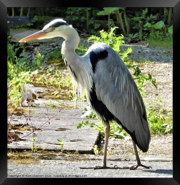 Heron creeping quietly forward Framed Print by Mark Chesters
