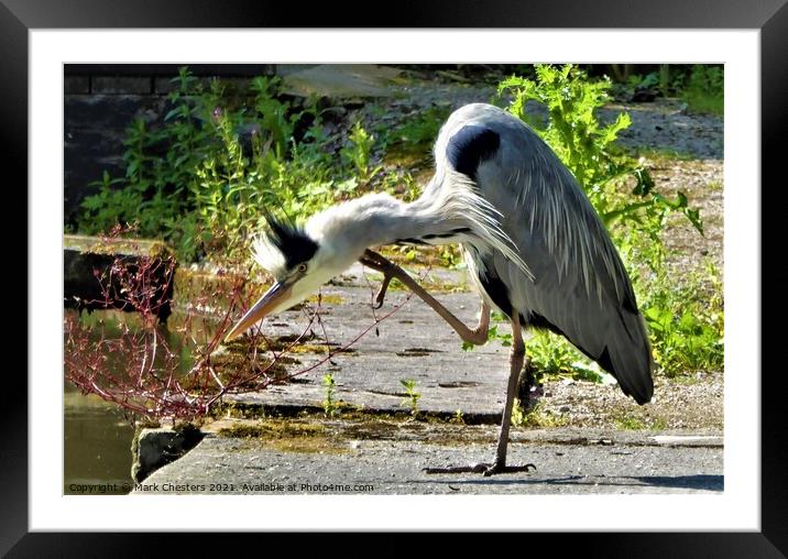 Heron ready to strike. Framed Mounted Print by Mark Chesters
