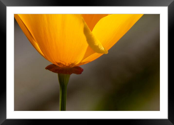 California Poppy Framed Mounted Print by Glen Allen