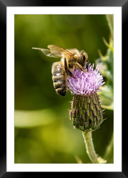Pollination Framed Mounted Print by Glen Allen