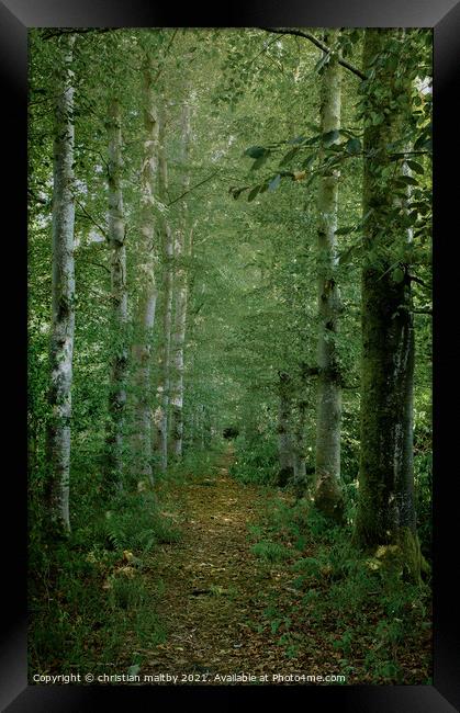 Path trough the trees  Framed Print by christian maltby