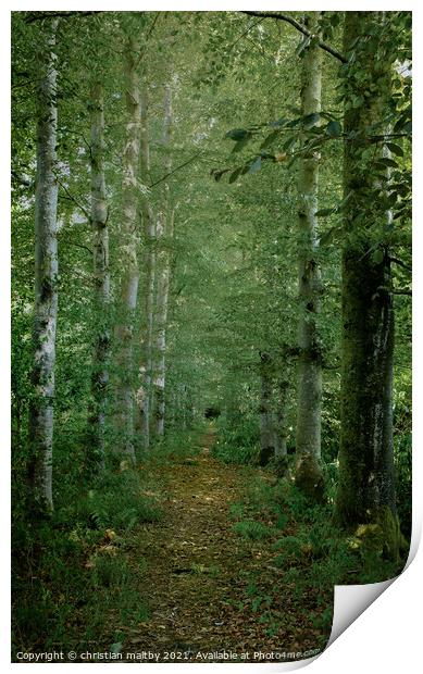 Path trough the trees  Print by christian maltby