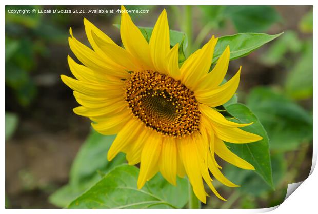 Sunflower  Print by Lucas D'Souza