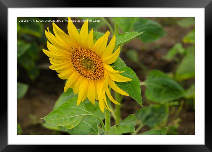 Sunflower  Framed Mounted Print by Lucas D'Souza