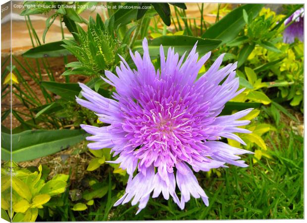Stokesia laevis flowers also known as Stokes aster Canvas Print by Lucas D'Souza