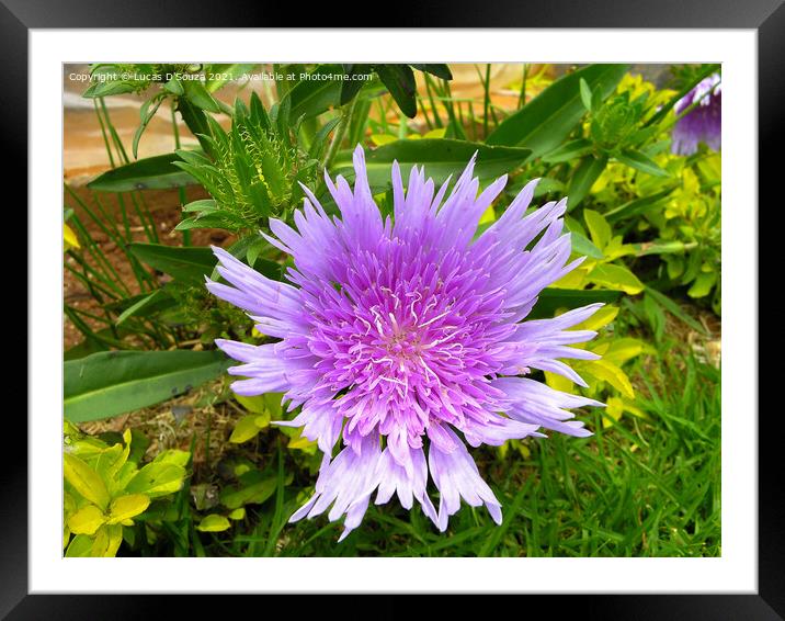 Stokesia laevis flowers also known as Stokes aster Framed Mounted Print by Lucas D'Souza