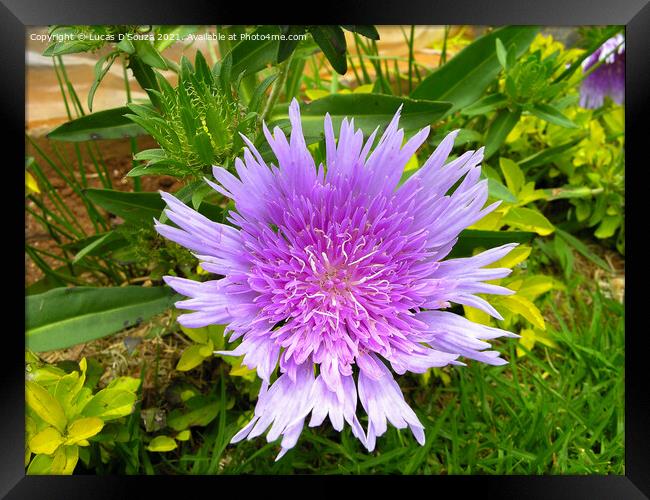 Stokesia laevis flowers also known as Stokes aster Framed Print by Lucas D'Souza