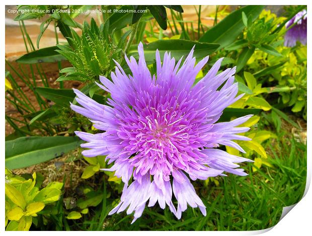 Stokesia laevis flowers also known as Stokes aster Print by Lucas D'Souza
