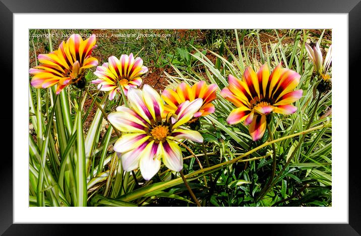 Gazania flowers Framed Mounted Print by Lucas D'Souza