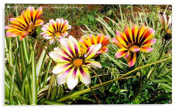 Gazania flowers Acrylic by Lucas D'Souza