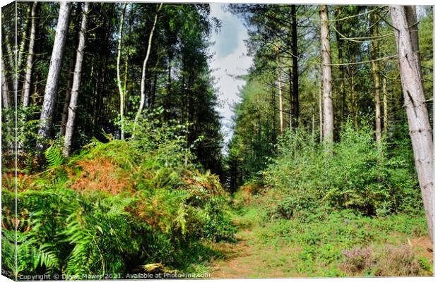 Cannock Chase Woodland trail Canvas Print by Diana Mower