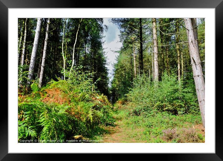 Cannock Chase Woodland trail Framed Mounted Print by Diana Mower