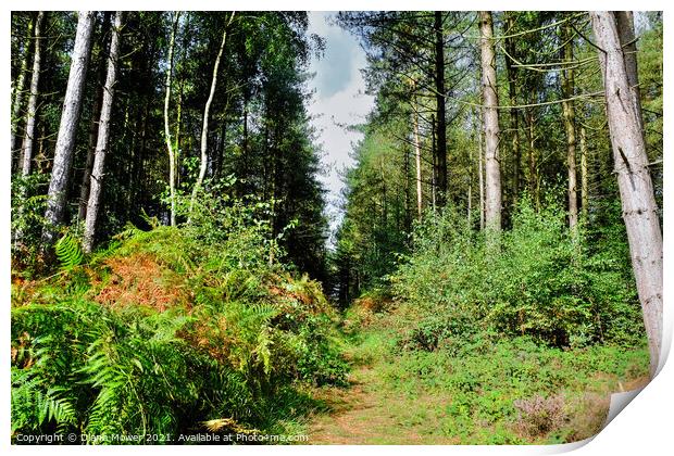 Cannock Chase Woodland trail Print by Diana Mower