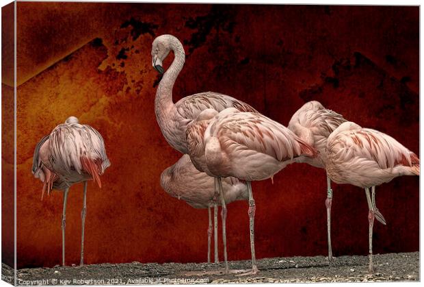 Pink Flamingos Canvas Print by Kev Robertson