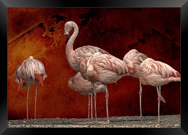 Pink Flamingos Framed Print by Kev Robertson