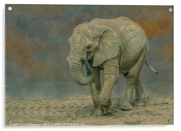 Elephant Acrylic by Kev Robertson