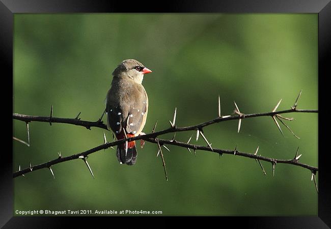 Red Munia [f] Framed Print by Bhagwat Tavri