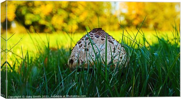 Magpie Fungus Head Pops Up Canvas Print by GJS Photography Artist