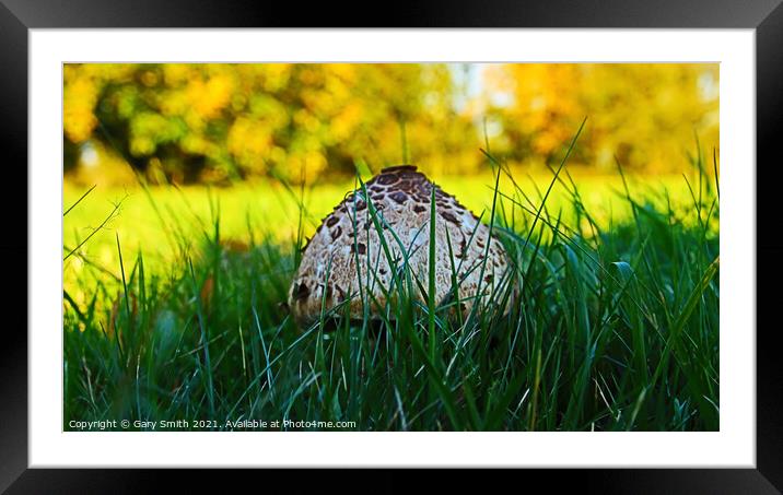 Magpie Fungus Head Pops Up Framed Mounted Print by GJS Photography Artist