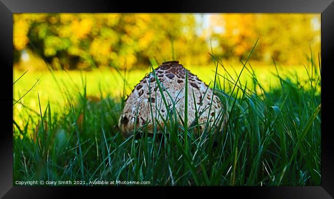 Magpie Fungus Head Pops Up Framed Print by GJS Photography Artist