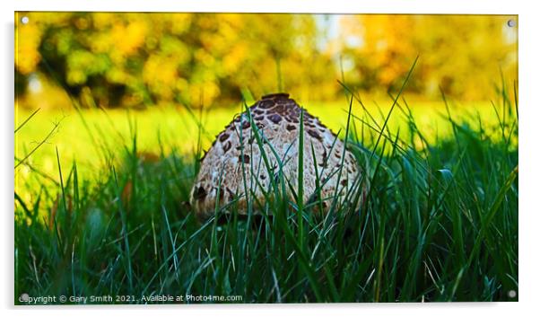 Magpie Fungus Head Pops Up Acrylic by GJS Photography Artist