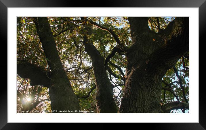 Sunlight Peering Through Branches Framed Mounted Print by GJS Photography Artist