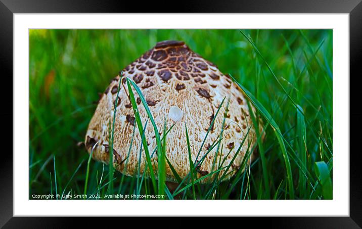 Magpie Fungus Head  Framed Mounted Print by GJS Photography Artist