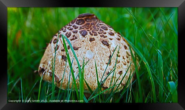 Magpie Fungus Head  Framed Print by GJS Photography Artist