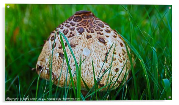 Magpie Fungus Head  Acrylic by GJS Photography Artist