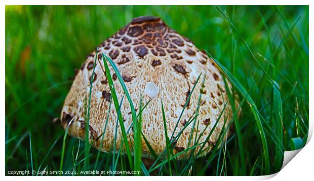 Magpie Fungus Head  Print by GJS Photography Artist