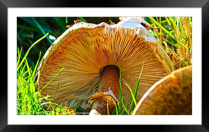 Medusa Mushroom Showing Fins Framed Mounted Print by GJS Photography Artist