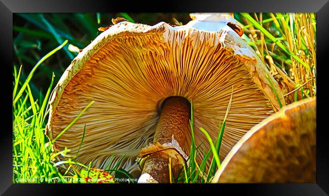 Medusa Mushroom Showing Fins Framed Print by GJS Photography Artist