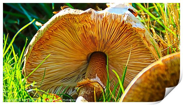 Medusa Mushroom Showing Fins Print by GJS Photography Artist