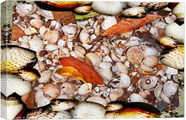 Sea Shells Canvas Print by Graham Lathbury