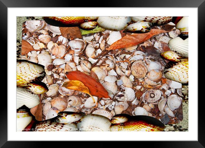 Sea Shells Framed Mounted Print by Graham Lathbury