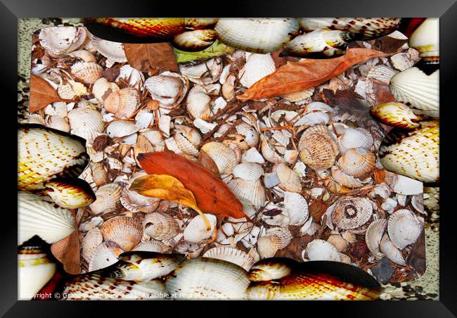 Sea Shells Framed Print by Graham Lathbury