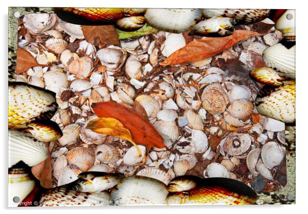 Sea Shells Acrylic by Graham Lathbury