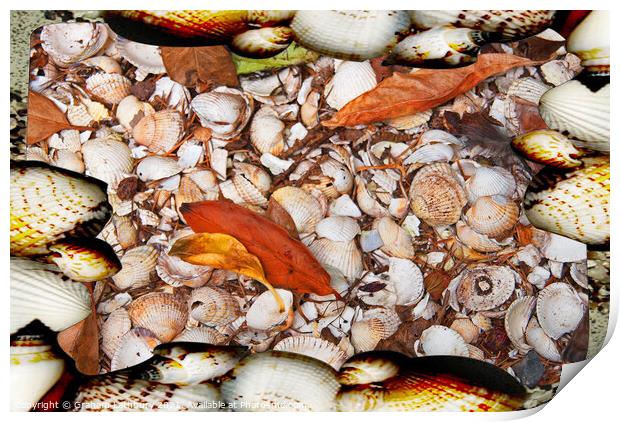 Sea Shells Print by Graham Lathbury