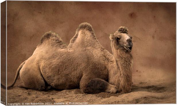 Camel sitting on sand Canvas Print by Kev Robertson