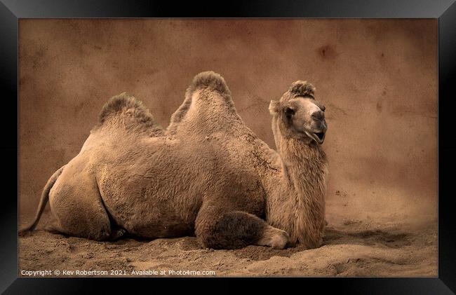 Camel sitting on sand Framed Print by Kev Robertson