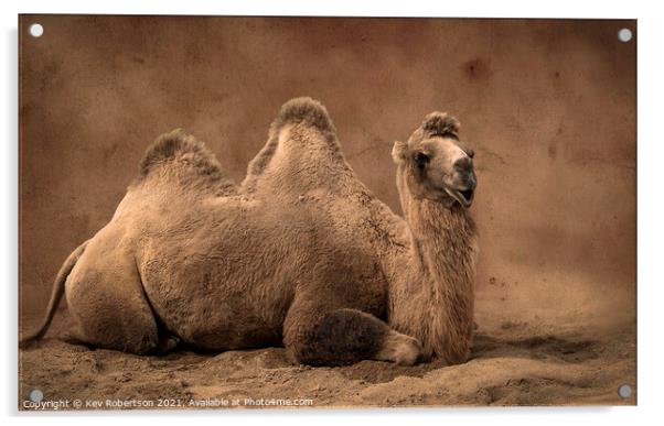 Camel sitting on sand Acrylic by Kev Robertson